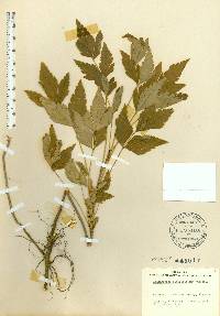 Xanthorhiza simplicissima image
