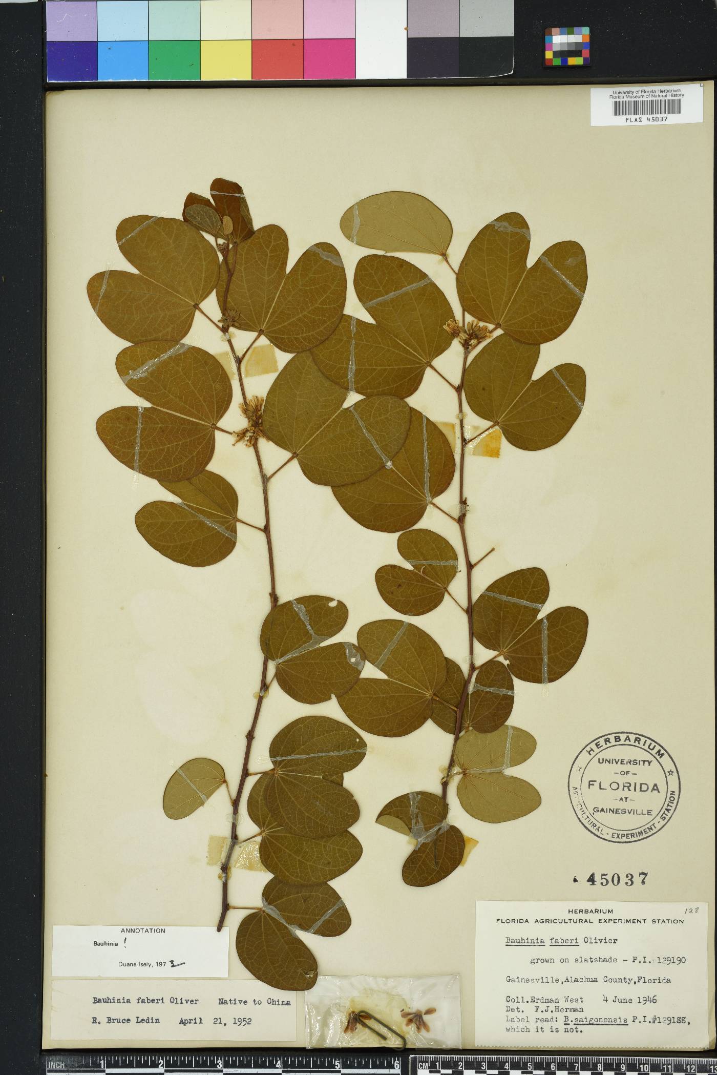 Bauhinia brachycarpa image