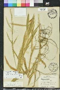 Urochloa plantaginea image