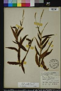 Persicaria setacea image