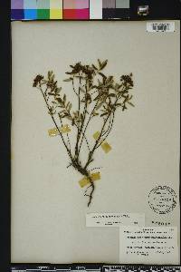 Crocanthemum corymbosum image