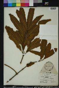 Image Associated With the Occurence