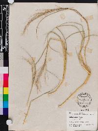 Panicum repens image