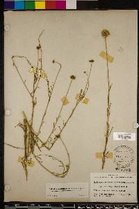 Balduina angustifolia image