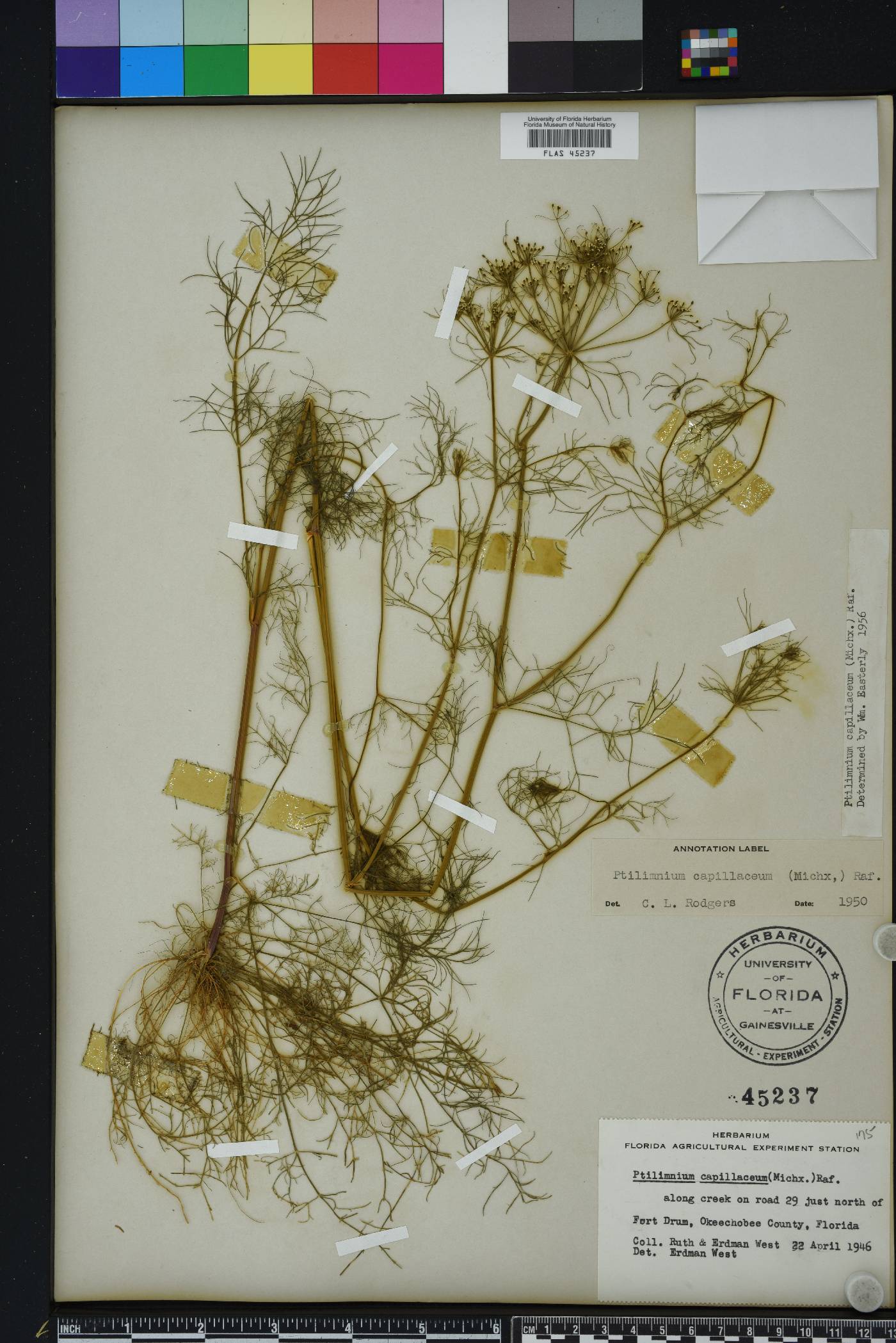 Ptilimnium capillaceum image