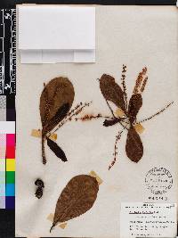 Terminalia bellirica image