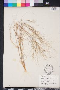 Aristida oligantha image