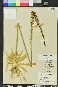 Aletris lutea image