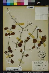 Crataegus michauxii image