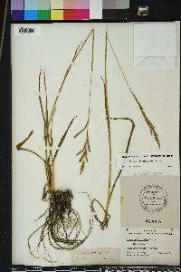 Paspalum urvillei image