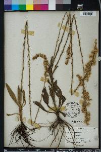 Solidago stricta image