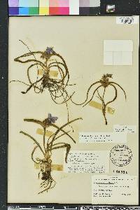 Tradescantia hirsutiflora image