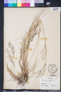 Eragrostis atrovirens image