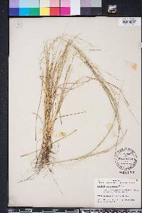 Aristida purpurascens image