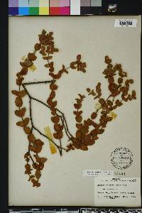 Hypericum tetrapetalum image