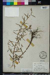 Ludwigia linearis image