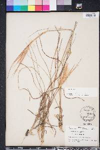 Andropogon gyrans image