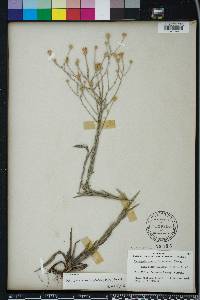 Pityopsis graminifolia image
