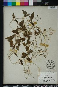 Valeriana scandens image