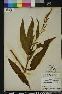 Persicaria glabra image