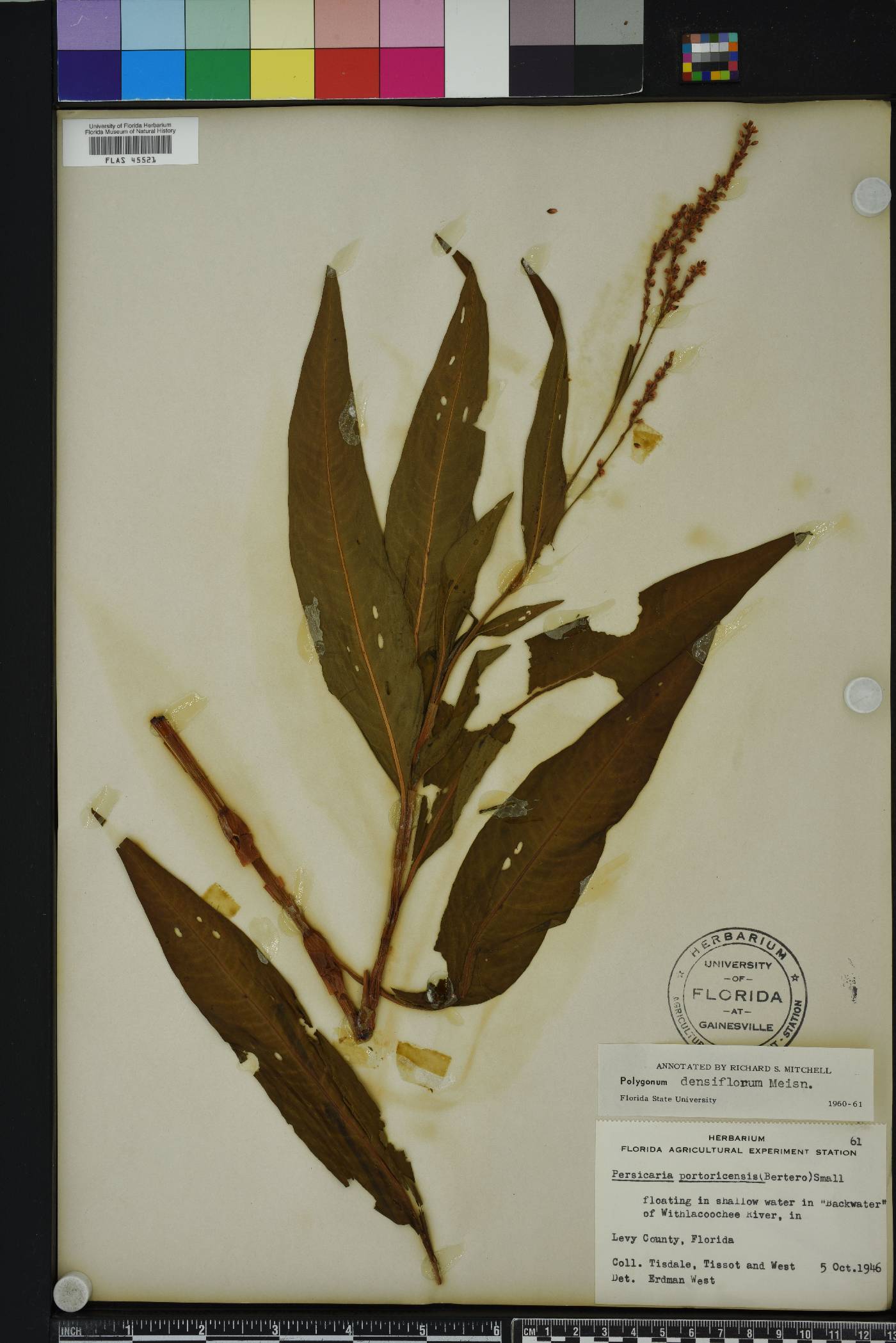 Persicaria glabra image