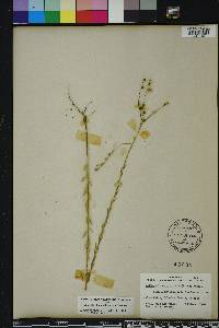 Linum floridanum image