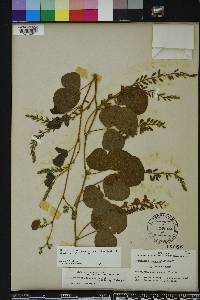 Rhynchosia cinerea image