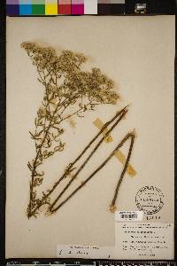 Eupatorium mohrii image
