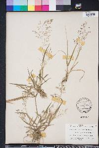 Eragrostis unioloides image