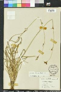 Rhynchospora globularis image