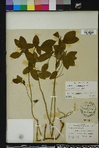 Euphorbia cyathophora image