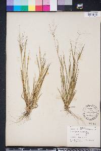 Dichanthelium ensifolium image