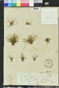 Eleocharis nigrescens image