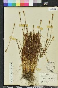 Xyris elliottii image