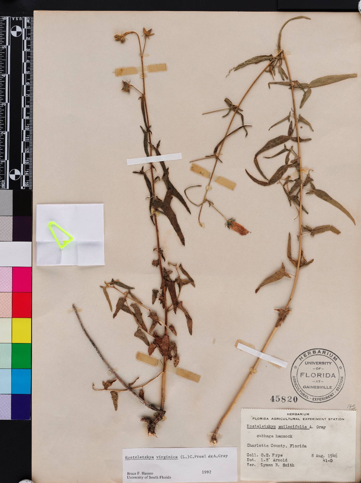 Kosteletzkya pentacarpos var. smilacifolia image