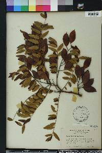 Gleditsia aquatica image