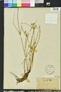 Cyperus bipartitus image