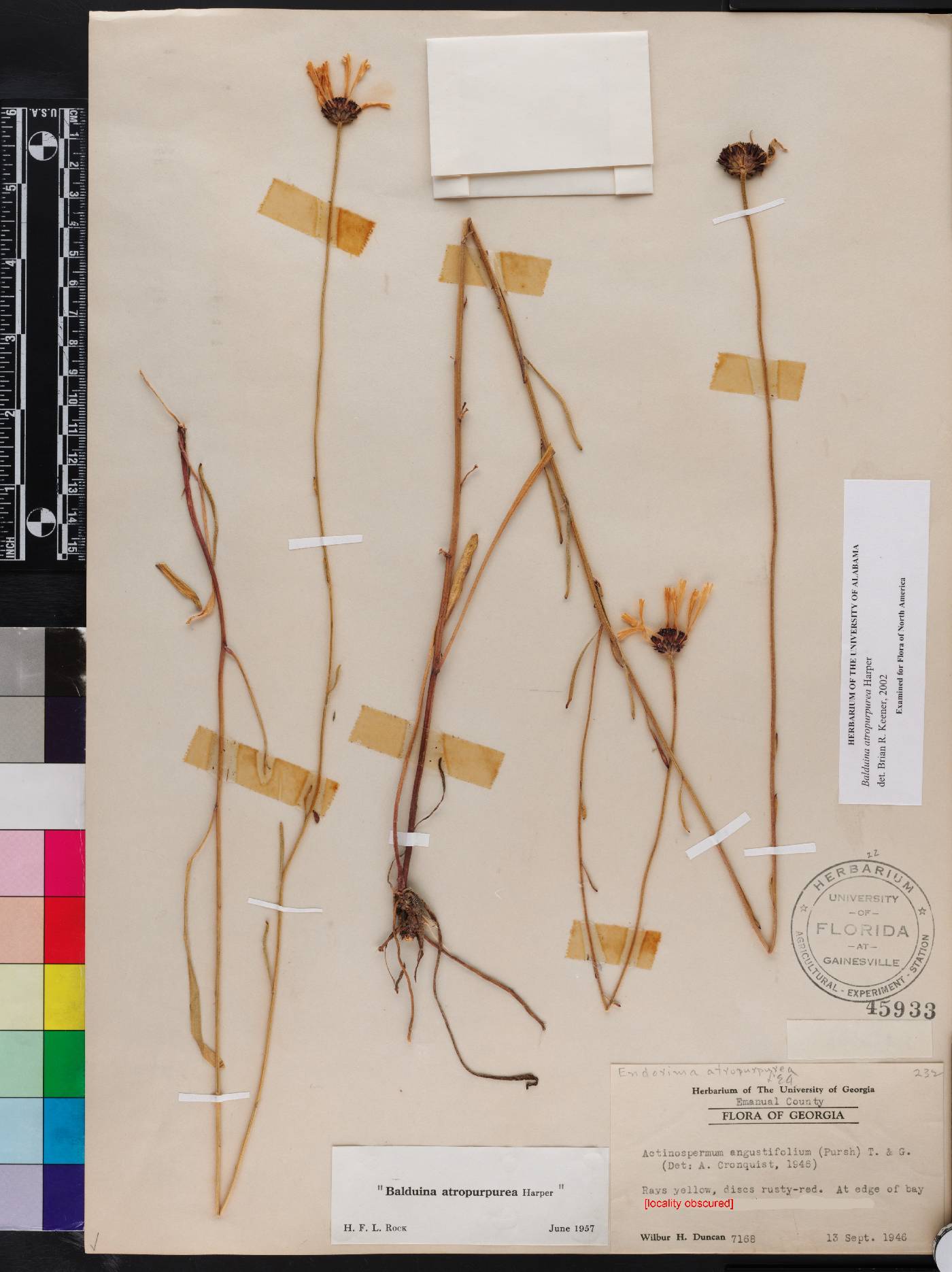 Balduina atropurpurea image