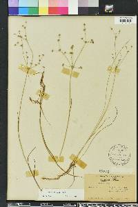 Juncus debilis image