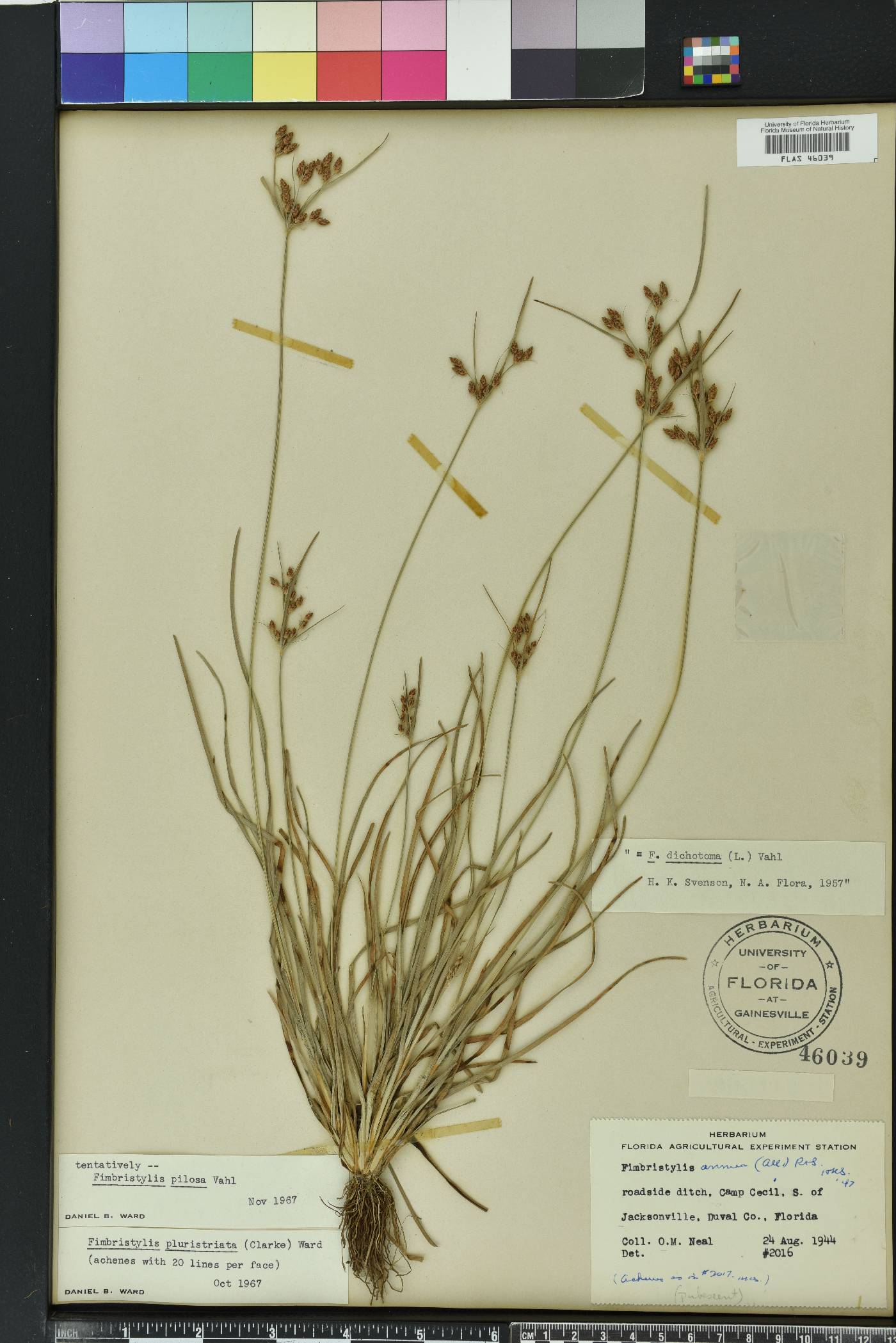 Fimbristylis pilosa image