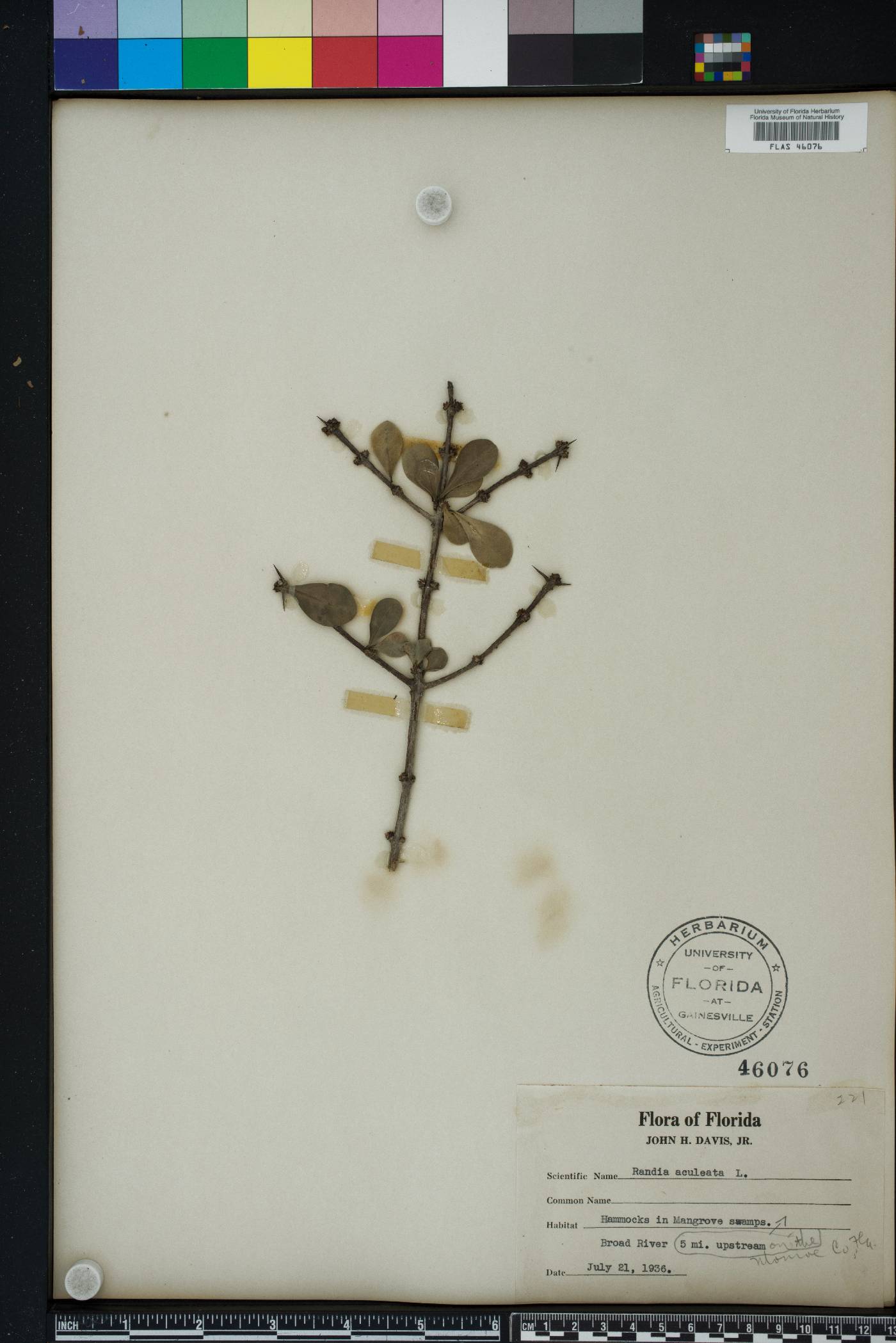 Randia aculeata image
