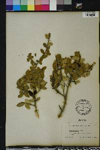 Ilex vomitoria image