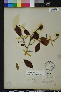 Vaccinium formosum image