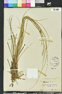 Carex walteriana image