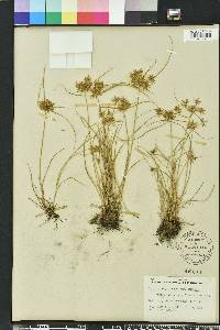 Cyperus polystachyos image