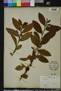 Camellia sinensis image