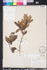 Quercus laurifolia image