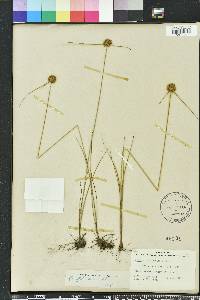 Cyperus filiculmis image