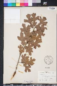 Quercus margarettae image