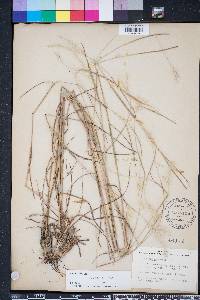 Andropogon ternarius image